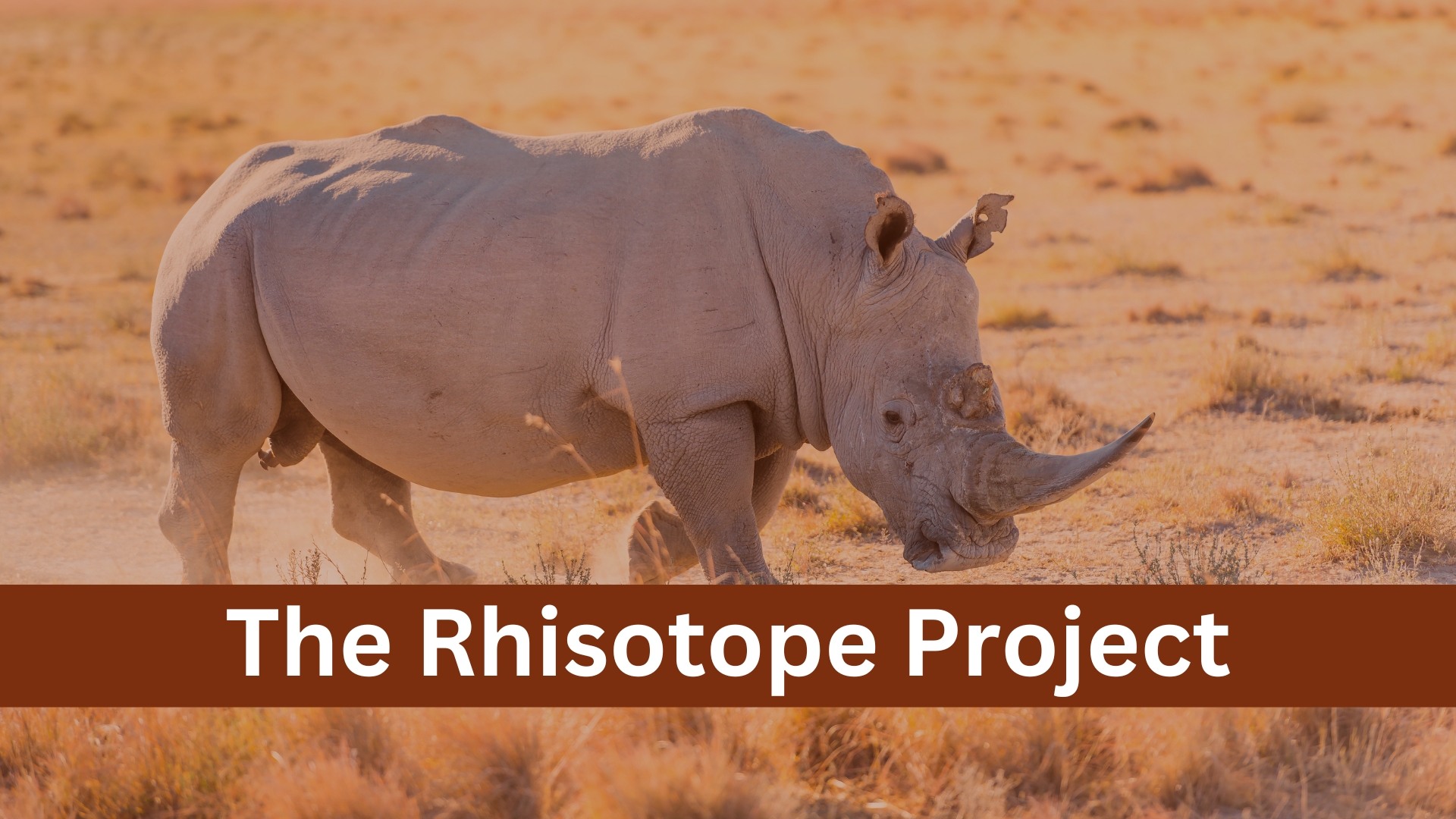 Rhisotope project